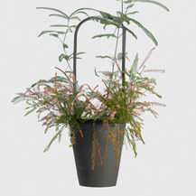 Мимоза стыдливая