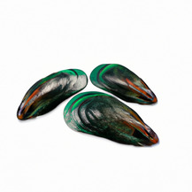 Зелена мідія