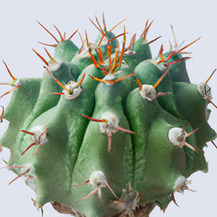 Королевский кактус