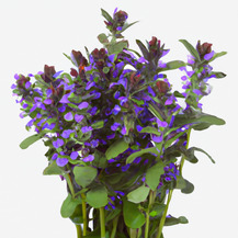 Живучка туркестанская