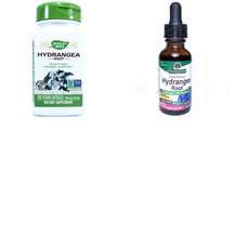 Корень Гортензии