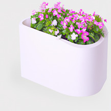 Звездчатка средняя